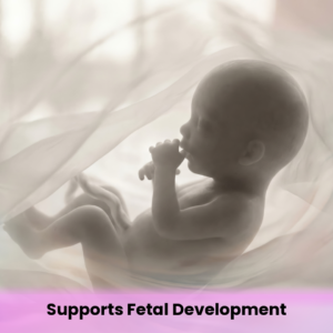 Supports Fetal Development