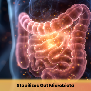 Stabilizes Gut Microbiota