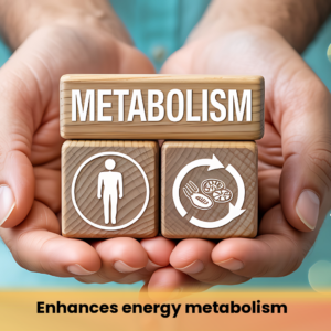 Enhances energy metabolism