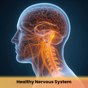 Healthy Nervous System