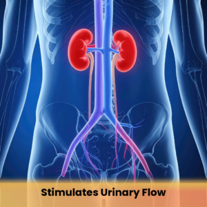 Stimulates Urinary Flow