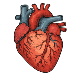 Cardiovascular Protection