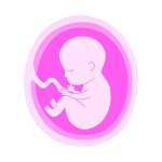 Fetal Development