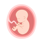 Fetal Development
