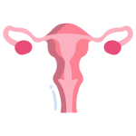 Menstrual Regulation