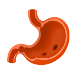 Protects Stomach Lining