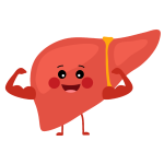 Supports Liver Health