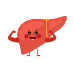 SupportsLiverRegeneration